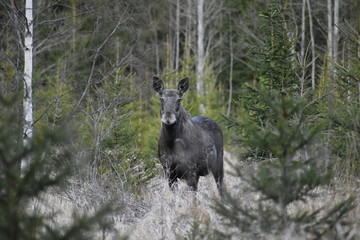 Wonderful moose watching me.