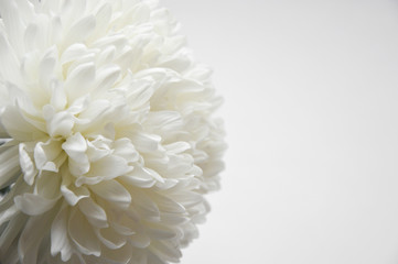 White chrysanthemum. Beautiful white flowers. romance and tenderness.