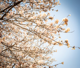 桜