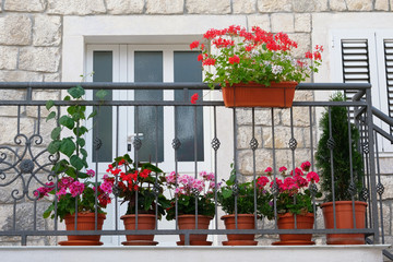 Pots with bushes of blooming plants on balcony. Landscape design. Geranium and other decorative flowers. Bushes with red and purple flowers in pots.