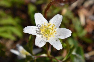 Anemone nemorosa, early spring flower.