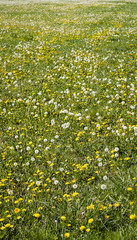 spring meadow full of dandelions