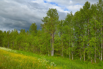 Birch forest on edge of flowering meadow. Finnish Lapland, Suomi