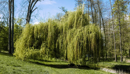 willow by the stream in the spring park