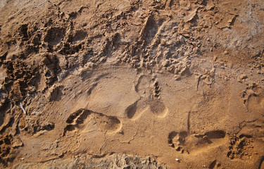 human footprints on the beach sand.