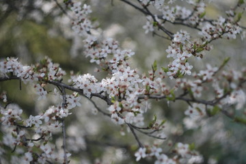 blooming cherry tree