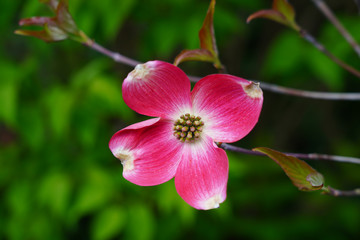 Close-up of a pink dogwood (cornus) flower on the tree in the spring