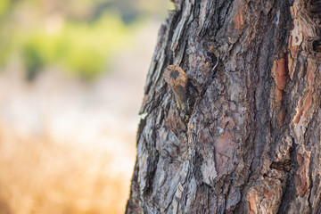 pine bark close up with blured forest cope past from left side in Cyprus forest