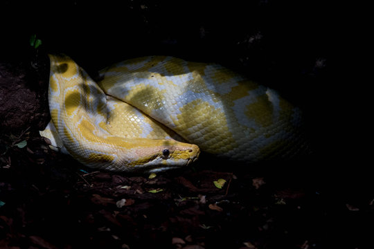 close up of a python yellow white