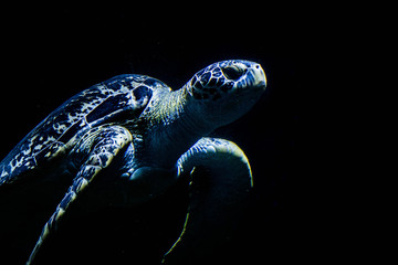 sea turtle on black background