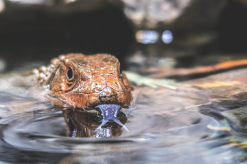 lizard in the water