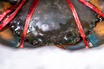 Close-up of a large crab with a rope tied for food