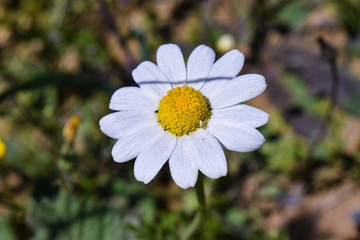 Fototapeta premium white daisy flower