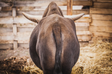 large bison in the aviary. back view