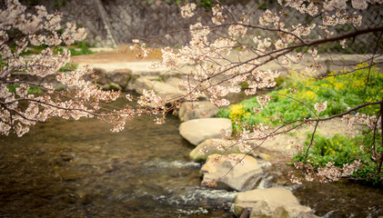 河川の桜