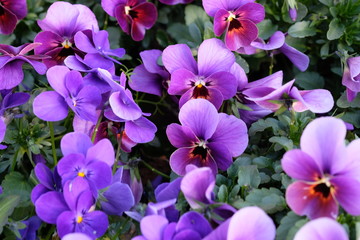 鮮やかな紫色が美しい小さなパンジーの花