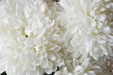 White chrysanthemum. Beautiful white flowers. romance and tenderness.