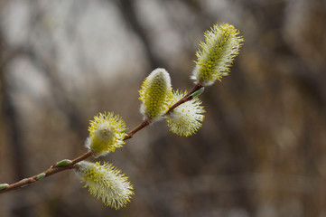 Verba, willow branches in spring