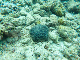 Pin cushion sea urchin in the coral reef