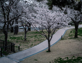 桜
