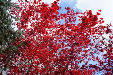 Red foliage of a Japanese Maple tree