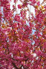 Billowy pink blossoms of a sakura cherry prunus tree with bronze red leaves in spring