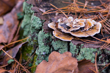 
mushroom grows on an old stump in the autumn forest