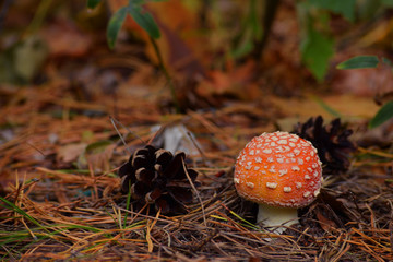 
red fly agaric pine cone with tree autumn forest