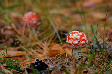
red fly agaric pine cone with tree autumn forest