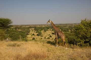 Fototapeta premium Beautiful giraffe in front of impressive plainland