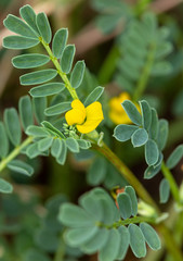 Fototapeta premium Macrophotographie de fleur sauvage - Fer-à-cheval à deux fleurs - Hippocrepis biflora