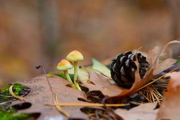 
two mushrooms and a cone from a tree in leaves