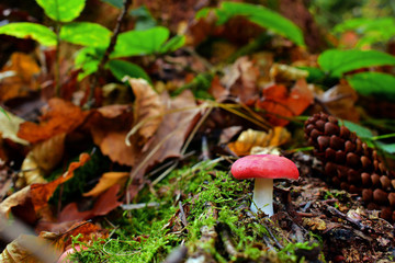 
moss leaves pine cone and mushroom in the autumn forest