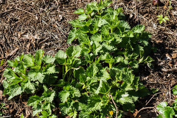 Photo of a nettle plant. Nettle with fluffy green leaves. The first greens.