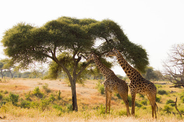 Two beautiful giraffes in front of a babobab