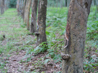 Latex milk in the pot on the rubber tree, latex industrial
