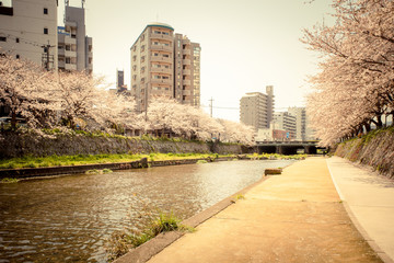 河川敷の桜