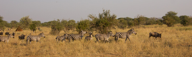 Fototapeta na wymiar Panorama of zebras in an african savannah