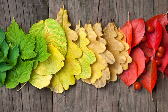 Creative layout of colorful autumn leaves on old wooden background. All colors of fall leaves, a gradient transition of color. Top view, copy space.