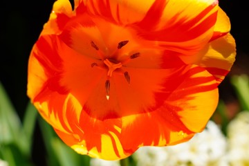 Full bloom macro view of the inside of a red orange tulip flower in the spring garden
