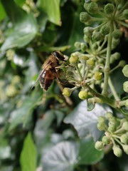 Pszczoła na krzewie