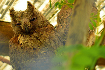 
long-eared owl sitting on a branch