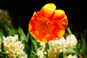 Full bloom macro view of the inside of a red orange tulip flower in the spring garden