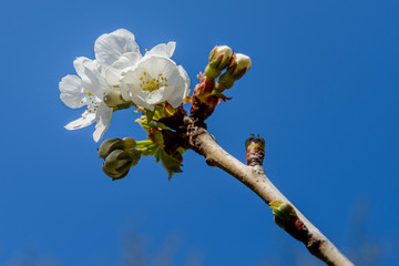 Fleurs de cerisiers au Printemps