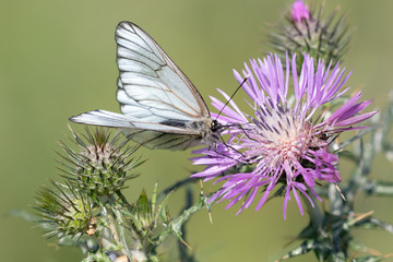 Macrophotographie de papillon - Gazé - Aporia crataegi