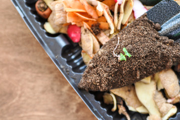 Tray with potatoes, carrots, radishes and banana skins for composting at home and use for seedlings.