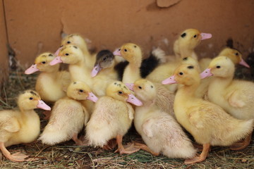 ducklings