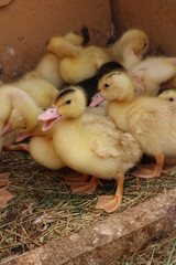ducklings