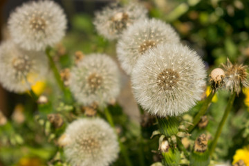 Die Pusteblume steht für Hoffnung, Wünsche, Neubeginn, aber auch Vergänglichkeit.