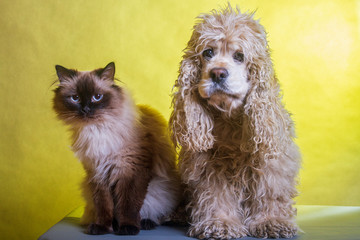 the cat sits with the dog